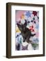 Burmese Kitten on Quilt-DLILLC-Framed Photographic Print