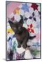 Burmese Kitten on Quilt-DLILLC-Mounted Photographic Print