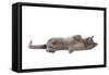 Burmese Lilac Lying Down-null-Framed Stretched Canvas