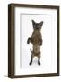 Burmese Male Cat, Murray, 9 Months, Standing on Hind Legs-Mark Taylor-Framed Photographic Print