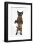 Burmese Male Cat, Murray, 9 Months, Standing on Hind Legs-Mark Taylor-Framed Photographic Print