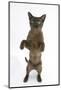 Burmese Male Cat, Murray, 9 Months, Standing on Hind Legs-Mark Taylor-Mounted Photographic Print