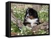 Burmese Mountain Dog Puppy in Wildflowers, Illinois-Lynn M^ Stone-Framed Stretched Canvas