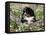 Burmese Mountain Dog Puppy in Wildflowers, Illinois-Lynn M^ Stone-Framed Stretched Canvas