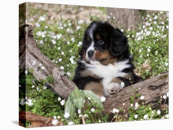 Burmese Mountain Dog Puppy in Wildflowers, Illinois-Lynn M^ Stone-Stretched Canvas