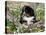 Burmese Mountain Dog Puppy in Wildflowers, Illinois-Lynn M^ Stone-Stretched Canvas