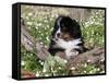 Burmese Mountain Dog Puppy in Wildflowers, Illinois-Lynn M^ Stone-Framed Stretched Canvas