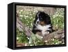 Burmese Mountain Dog Puppy in Wildflowers, Illinois-Lynn M^ Stone-Framed Stretched Canvas