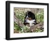 Burmese Mountain Dog Puppy in Wildflowers, Illinois-Lynn M^ Stone-Framed Photographic Print