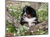 Burmese Mountain Dog Puppy in Wildflowers, Illinois-Lynn M^ Stone-Mounted Photographic Print