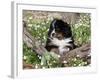 Burmese Mountain Dog Puppy in Wildflowers, Illinois-Lynn M^ Stone-Framed Photographic Print