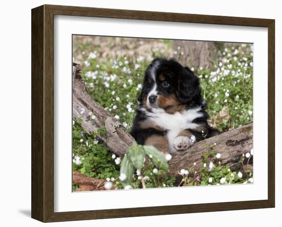 Burmese Mountain Dog Puppy in Wildflowers, Illinois-Lynn M^ Stone-Framed Photographic Print