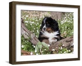 Burmese Mountain Dog Puppy in Wildflowers, Illinois-Lynn M^ Stone-Framed Photographic Print