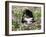 Burmese Mountain Dog Puppy in Wildflowers, Illinois-Lynn M^ Stone-Framed Photographic Print