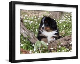 Burmese Mountain Dog Puppy in Wildflowers, Illinois-Lynn M^ Stone-Framed Photographic Print