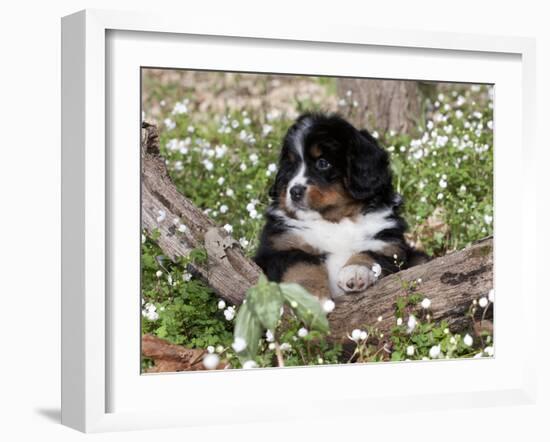 Burmese Mountain Dog Puppy in Wildflowers, Illinois-Lynn M^ Stone-Framed Photographic Print