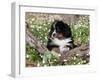 Burmese Mountain Dog Puppy in Wildflowers, Illinois-Lynn M^ Stone-Framed Photographic Print