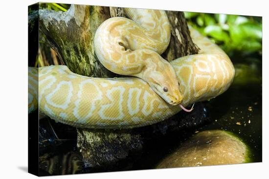Burmese Python (Albino)-Gary Carter-Stretched Canvas