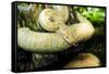 Burmese Python (Albino)-Gary Carter-Framed Stretched Canvas