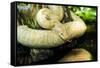Burmese Python (Albino)-Gary Carter-Framed Stretched Canvas