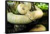 Burmese Python (Albino)-Gary Carter-Framed Stretched Canvas