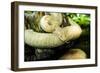 Burmese Python (Albino)-Gary Carter-Framed Photographic Print