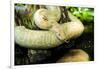 Burmese Python (Albino)-Gary Carter-Framed Photographic Print