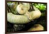 Burmese Python (Albino)-Gary Carter-Framed Photographic Print