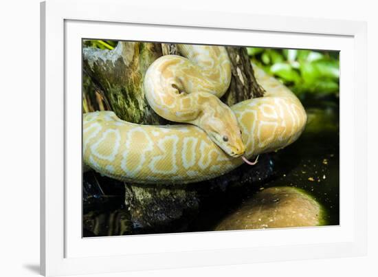 Burmese Python (Albino)-Gary Carter-Framed Photographic Print