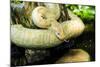 Burmese Python (Albino)-Gary Carter-Mounted Photographic Print