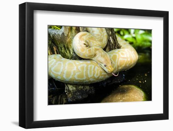 Burmese Python (Albino)-Gary Carter-Framed Photographic Print