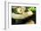 Burmese Python (Albino)-Gary Carter-Framed Photographic Print