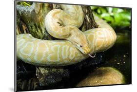 Burmese Python (Albino)-Gary Carter-Mounted Photographic Print
