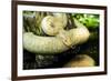 Burmese Python (Albino)-Gary Carter-Framed Photographic Print