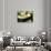 Burmese Python (Albino)-Gary Carter-Stretched Canvas displayed on a wall