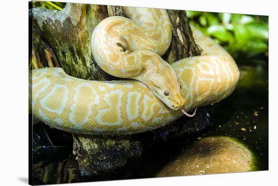 Burmese Python (Albino)-Gary Carter-Stretched Canvas