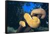 Burmese Python-DLILLC-Framed Stretched Canvas