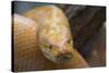 Burmese Python-DLILLC-Stretched Canvas