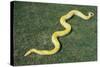 Burmese Python-DLILLC-Stretched Canvas