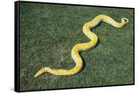 Burmese Python-DLILLC-Framed Stretched Canvas