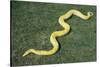 Burmese Python-DLILLC-Stretched Canvas