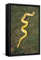 Burmese Python-DLILLC-Framed Stretched Canvas