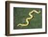 Burmese Python-DLILLC-Framed Photographic Print