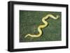 Burmese Python-DLILLC-Framed Photographic Print