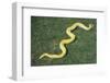 Burmese Python-DLILLC-Framed Photographic Print