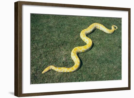 Burmese Python-DLILLC-Framed Photographic Print