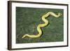 Burmese Python-DLILLC-Framed Photographic Print