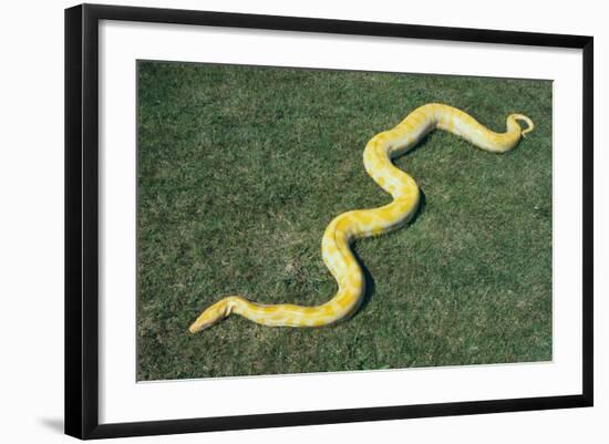 Burmese Python-DLILLC-Framed Photographic Print