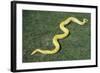 Burmese Python-DLILLC-Framed Photographic Print