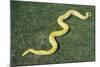 Burmese Python-DLILLC-Mounted Photographic Print